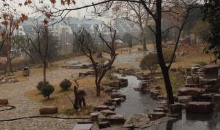 芳草萋萋鹦鹉洲全诗 芳草萋萋鹦鹉洲全诗